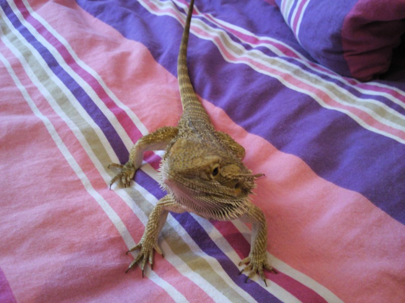 Harold 7