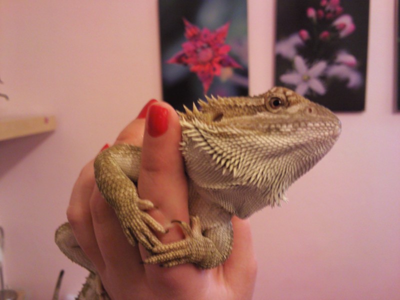 Harold 4