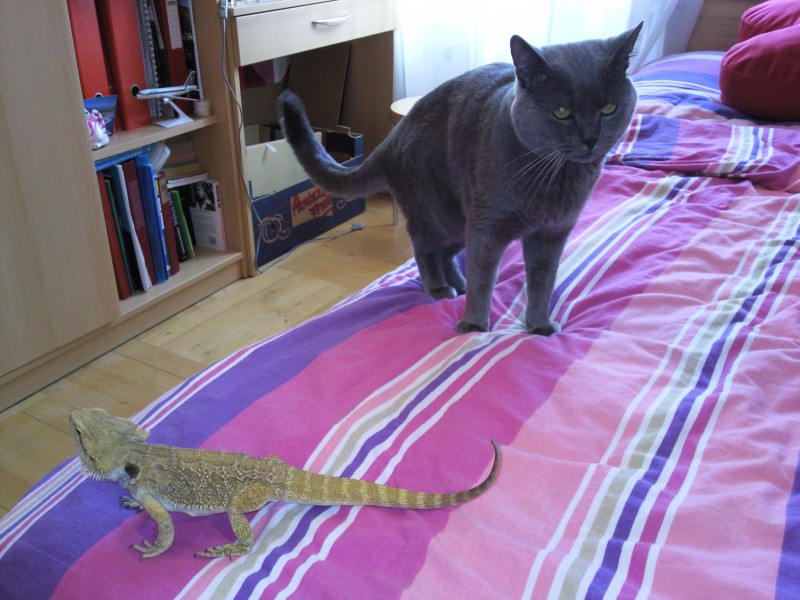 Max a Harold
